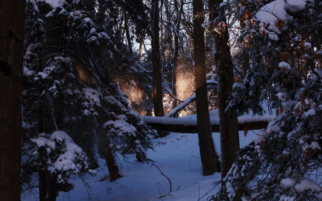 The Hidden Spirit of the Forest